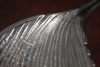 INVICTA misa LEAF 65 cm srebrna - aluminium